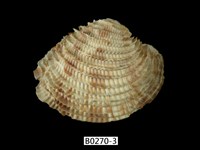 藏品(花籃簾蛤)的圖片